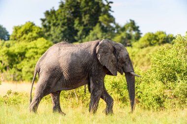 Fil Moremi Game Reserve (Okavango River Delta), Milli Park, Botsvana yürüyor
