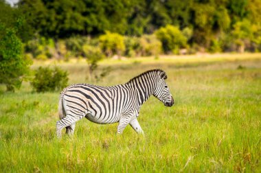 Zebra Moremi Game Reserve (Okavango Nehri Deltası), Milli Park, Botsvana çim üzerinde yürüyor