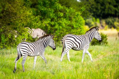 Zebra Moremi Game Reserve (Okavango Nehri Deltası), Milli Park, Botsvana çim üzerinde yürüyor
