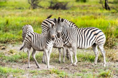 Zebralar Moremi Game Reserve (Okavango River Delta), Milli Park, Botsvana akın