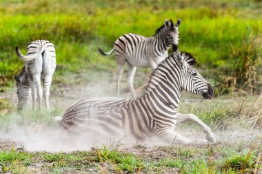 Zebra clpse view in the Moremi Game Reserve (Okavango River Delta), National Park, Botswana clipart
