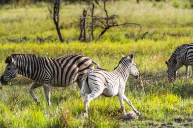 Zebralar Moremi Game Reserve (Okavango River Delta), Milli Park, Botsvana akın