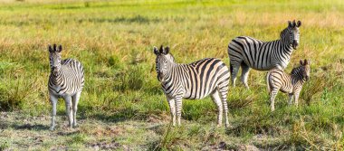 Zebralar Moremi Game Reserve (Okavango River Delta), Milli Park, Botsvana akın