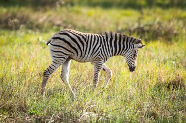 Zebra in the Moremi Game Reserve (Okavango Nehri Deltası), Ulusal Park, Botsvana