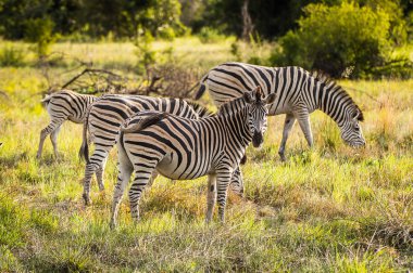 Zebralar Moremi Game Reserve (Okavango River Delta), Milli Park, Botsvana akın