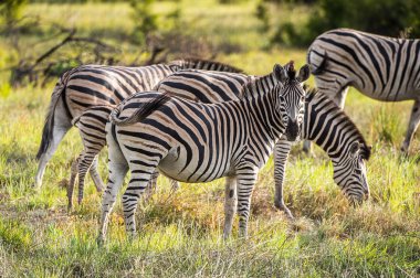 Zebralar Moremi Game Reserve (Okavango River Delta), Milli Park, Botsvana akın