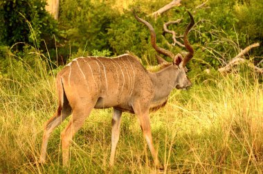 Antilop Kudu, Moremi Game Reserve (Okavango Nehri Deltası), Milli Park, Botsvana
