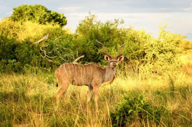 Antilop Kudu, Moremi Game Reserve (Okavango Nehri Deltası), Milli Park, Botsvana