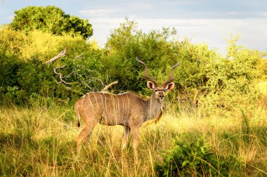 Antilop Kudu, Moremi Game Reserve (Okavango Nehri Deltası), Milli Park, Botsvana
