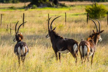 Antilop, Moremi Game Reserve (Okavango Nehri Deltası), Ulusal Park, Botsvana