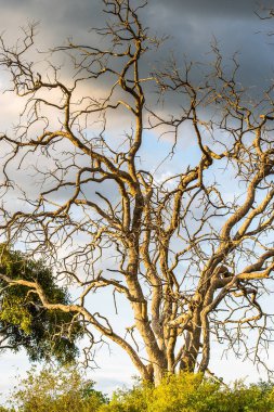 Okavango Deltası'ndaki Ağaç (Okavango Çayırı), Afrika'nın Yedi Doğa Harikasından Biri, Botsvana