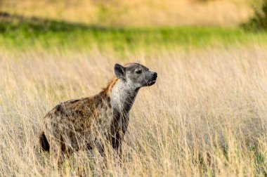 Moremi Game Reserve (Okavango Nehri Deltası), Milli Park, Botsvana çim sırtlan