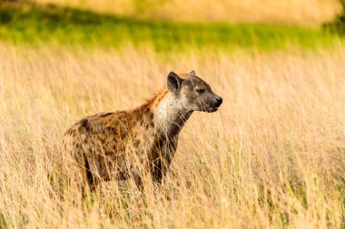 Moremi Game Reserve (Okavango Nehri Deltası), Milli Park, Botsvana çim sırtlan
