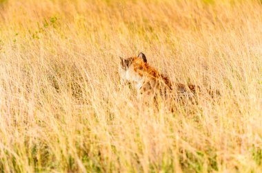 Moremi Game Reserve (Okavango Nehri Deltası), Milli Park, Botsvana çim sırtlan