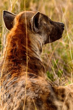 Moremi Game Reserve (Okavango Nehri Deltası), Milli Park, Botsvana'da çimenlerde bir sırtlan yakın görünümü