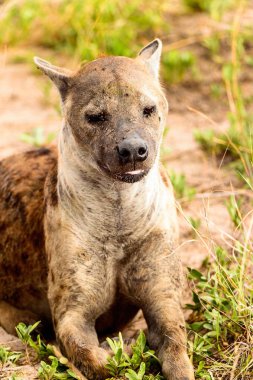 Moremi Game Reserve (Okavango Nehri Deltası), Milli Park, Botsvana'da çimenlerde bir sırtlan yakın görünümü
