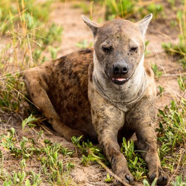 Moremi Game Reserve (Okavango Nehri Deltası), Milli Park, Botsvana'da çimenlerde bir sırtlan yakın görünümü