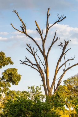 Okavango Deltası'ndaki Ağaç (Okavango Çayırı), Afrika'nın Yedi Doğa Harikasından Biri, Botsvana