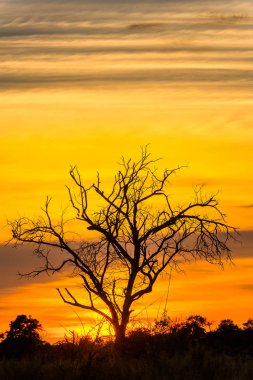 Okavango Deltası (Okavango Çayırı), Afrika'nın Yedi Doğa Harikasından Biri, Botsvana üzerinde güzel gün batımı