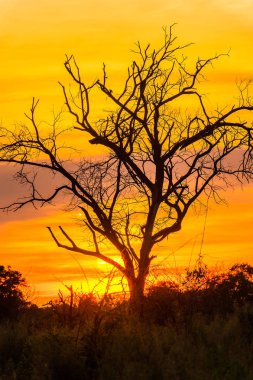 Okavango Deltası (Okavango Çayırı), Afrika'nın Yedi Doğa Harikasından Biri, Botsvana üzerinde güzel gün batımı
