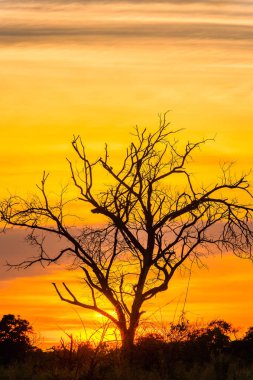 Okavango Deltası (Okavango Çayırı), Afrika'nın Yedi Doğa Harikasından Biri, Botsvana üzerinde güzel gün batımı