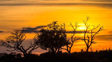Okavango Deltası (Okavango Çayırı), Afrika'nın Yedi Doğa Harikasından Biri, Botsvana üzerinde güzel gün batımı