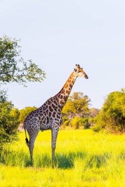 Moremi Game Reserve (Okavango River Delta), Milli Park, Botsvana Güzel Zürafa