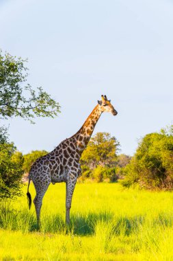 Moremi Game Reserve (Okavango River Delta), Milli Park, Botsvana Güzel Zürafa