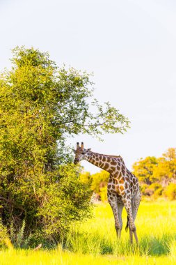 Moremi Game Reserve (Okavango River Delta), Milli Park, Botsvana Güzel Zürafa
