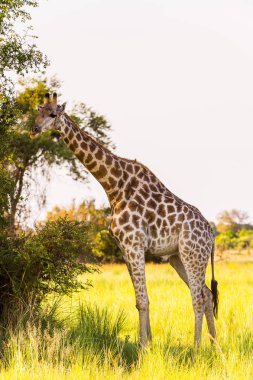Moremi Game Reserve (Okavango River Delta), Milli Park, Botsvana Güzel Zürafa