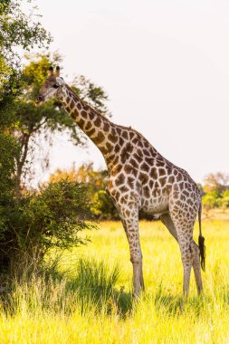 Moremi Game Reserve (Okavango River Delta), Milli Park, Botsvana Güzel Zürafa