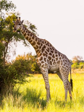 Moremi Game Reserve (Okavango River Delta), Milli Park, Botsvana Güzel Zürafa