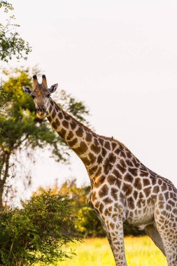 Moremi Game Reserve (Okavango River Delta), Milli Park, Botsvana Güzel Zürafa