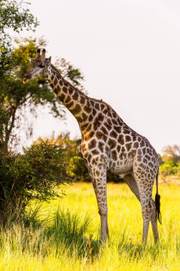 Moremi Game Reserve (Okavango Nehri Deltası), Ulusal Park, Botsvana'da zürafa