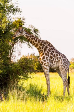 Moremi Game Reserve (Okavango River Delta), Milli Park, Botsvana Güzel Zürafa