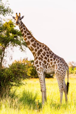 Moremi Game Reserve (Okavango Nehri Deltası), Ulusal Park, Botsvana'da zürafa