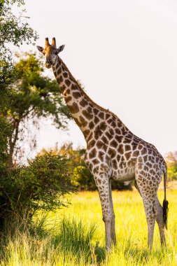 Moremi Game Reserve (Okavango Nehri Deltası), Ulusal Park, Botsvana'da zürafa