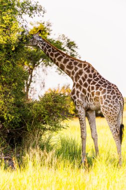 Moremi Game Reserve (Okavango Nehri Deltası), Ulusal Park, Botsvana'da zürafa