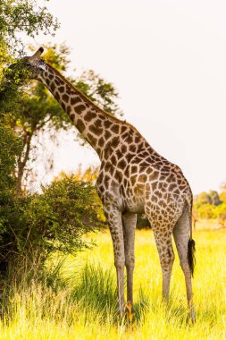 Moremi Game Reserve (Okavango Nehri Deltası), Ulusal Park, Botsvana'da zürafa