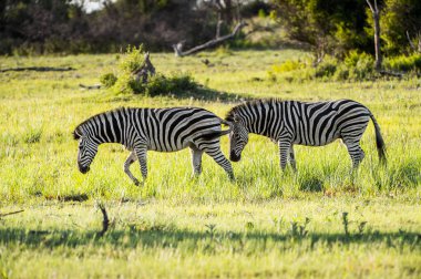 Zebra in the Moremi Game Reserve (Okavango Nehri Deltası), Ulusal Park, Botsvana