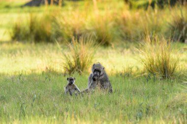 Moremi Game Reserve (Okavango River Delta), Ulusal Park, Botsvana Maymunlar