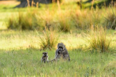 Moremi Game Reserve (Okavango River Delta), Ulusal Park, Botsvana Maymunlar