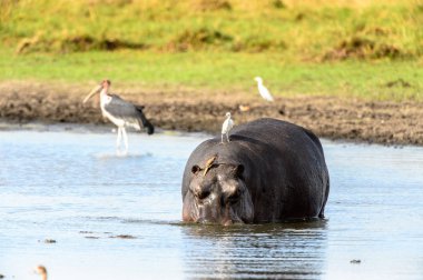 Sırtında kuşlarla gölde su aygırı, Moremi Game Reserve (Okavango Nehri Deltası), Milli Park, Botsvana