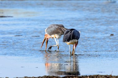 Marabou Stork At Moremi Game Reserve (Okavango Nehri Deltası), Milli Park, Botsvana