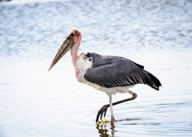 Marabou Stork At Moremi Game Reserve (Okavango Nehri Deltası), Milli Park, Botsvana