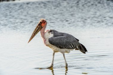 Marabou Stork At Moremi Game Reserve (Okavango Nehri Deltası), Milli Park, Botsvana