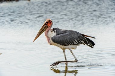 Marabou Stork At Moremi Game Reserve (Okavango Nehri Deltası), Milli Park, Botsvana