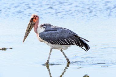Marabou Stork At Moremi Game Reserve (Okavango Nehri Deltası), Milli Park, Botsvana