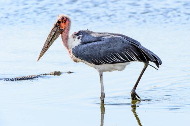 Marabou Stork At Moremi Game Reserve (Okavango Nehri Deltası), Milli Park, Botsvana