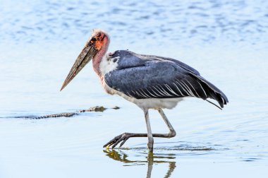 Marabou Stork At Moremi Game Reserve (Okavango Nehri Deltası), Milli Park, Botsvana